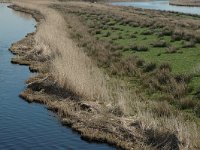 NL, Noord-Holland, Oostzaan, Polder Oostzaan 8, Saxifraga-Marijke Verhagen